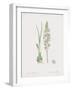 Ornithogalum Pyrenaicum-James Sowerby-Framed Giclee Print