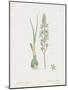 Ornithogalum Pyrenaicum-James Sowerby-Mounted Giclee Print