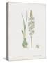 Ornithogalum Pyrenaicum-James Sowerby-Stretched Canvas