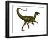 Ornitholestes Dinosaur, White Background-Stocktrek Images-Framed Art Print