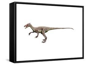 Ornitholestes Dinosaur-null-Framed Stretched Canvas