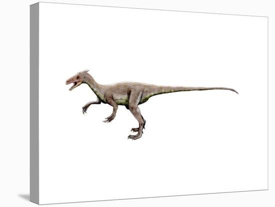 Ornitholestes Dinosaur-null-Stretched Canvas