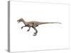 Ornitholestes Dinosaur-null-Stretched Canvas