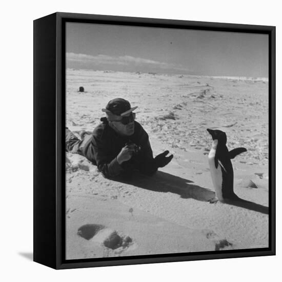 Ornithologist Photographing Native Penguin-Fritz Goro-Framed Stretched Canvas