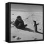 Ornithologist Photographing Native Penguin-Fritz Goro-Framed Stretched Canvas