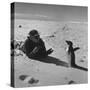 Ornithologist Photographing Native Penguin-Fritz Goro-Stretched Canvas