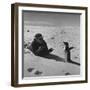 Ornithologist Photographing Native Penguin-Fritz Goro-Framed Photographic Print