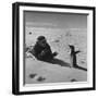 Ornithologist Photographing Native Penguin-Fritz Goro-Framed Photographic Print