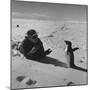 Ornithologist Photographing Native Penguin-Fritz Goro-Mounted Photographic Print