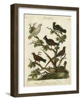 Ornithology II-Sydenham Teast Edwards-Framed Art Print
