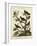 Ornithology II-Sydenham Teast Edwards-Framed Art Print