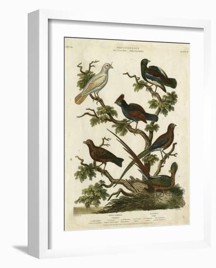 Ornithology II-Sydenham Teast Edwards-Framed Art Print