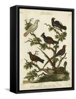 Ornithology II-Sydenham Teast Edwards-Framed Stretched Canvas