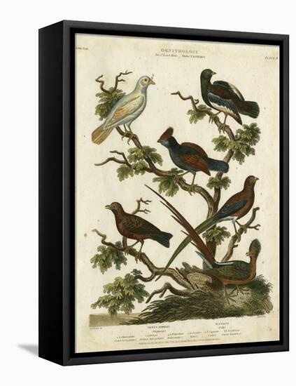 Ornithology II-Sydenham Teast Edwards-Framed Stretched Canvas