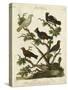 Ornithology II-Sydenham Teast Edwards-Stretched Canvas