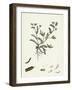 Ornithopus Perpusillus Least Bird'S-Foot-null-Framed Giclee Print