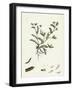 Ornithopus Perpusillus Least Bird'S-Foot-null-Framed Giclee Print