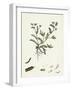 Ornithopus Perpusillus Least Bird'S-Foot-null-Framed Giclee Print