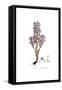 Orobanche Ramosa, Flora Graeca-Ferdinand Bauer-Framed Stretched Canvas