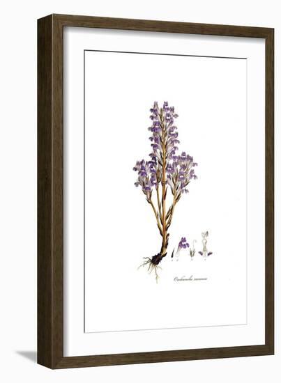 Orobanche Ramosa, Flora Graeca-Ferdinand Bauer-Framed Giclee Print