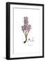 Orobanche Ramosa, Flora Graeca-Ferdinand Bauer-Framed Giclee Print