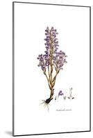 Orobanche Ramosa, Flora Graeca-Ferdinand Bauer-Mounted Giclee Print