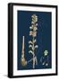 Orobanche Rapum; Greater Broom-Rape-null-Framed Giclee Print