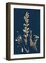 Orobanche Rubra; Red Broom-Rape-null-Framed Giclee Print