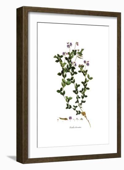 Orobus Hirsutus, Flora Graeca-Ferdinand Bauer-Framed Giclee Print