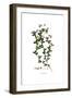 Orobus Hirsutus, Flora Graeca-Ferdinand Bauer-Framed Giclee Print