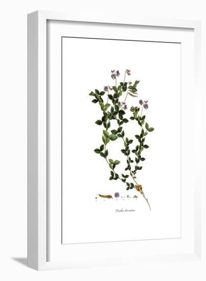 Orobus Hirsutus, Flora Graeca-Ferdinand Bauer-Framed Giclee Print