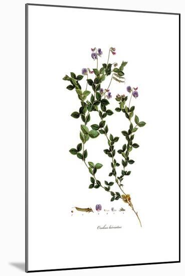 Orobus Hirsutus, Flora Graeca-Ferdinand Bauer-Mounted Giclee Print