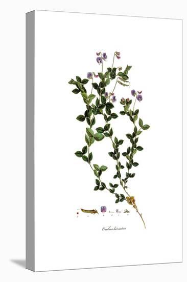 Orobus Hirsutus, Flora Graeca-Ferdinand Bauer-Stretched Canvas