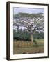 Oromo Country, Bako Region, Shoa State, Ethiopia, Africa-Bruno Barbier-Framed Photographic Print