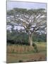 Oromo Country, Bako Region, Shoa State, Ethiopia, Africa-Bruno Barbier-Mounted Photographic Print