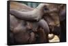 Orphaned Elephants at Play-Paul Souders-Framed Stretched Canvas