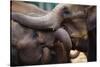 Orphaned Elephants at Play-Paul Souders-Stretched Canvas