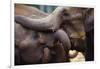 Orphaned Elephants at Play-Paul Souders-Framed Photographic Print