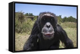 Orphaned or Abused Chimpanzees (Pan Troglodytes), Sweetwaters Chimpanzee Sanctuary, Kenya-Ann & Steve Toon-Framed Stretched Canvas
