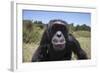 Orphaned or Abused Chimpanzees (Pan Troglodytes), Sweetwaters Chimpanzee Sanctuary, Kenya-Ann & Steve Toon-Framed Photographic Print