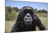 Orphaned or Abused Chimpanzees (Pan Troglodytes), Sweetwaters Chimpanzee Sanctuary, Kenya-Ann & Steve Toon-Mounted Photographic Print