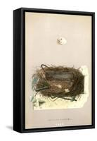 Orphean Warbler Egg and Nest-null-Framed Stretched Canvas