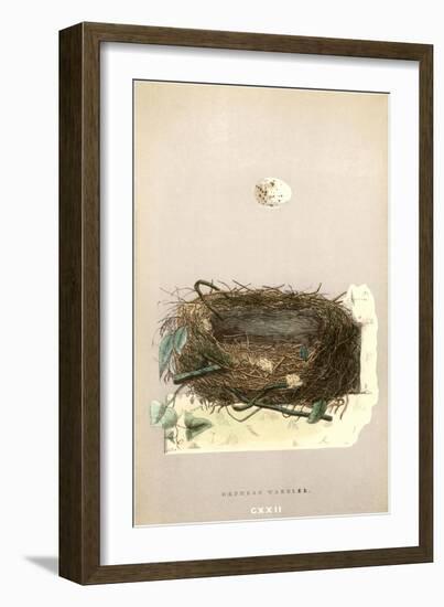 Orphean Warbler Egg and Nest-null-Framed Art Print