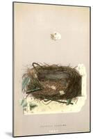 Orphean Warbler Egg and Nest-null-Mounted Art Print