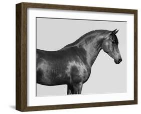 Orpheus, Arab Horse-Pangea Images-Framed Giclee Print