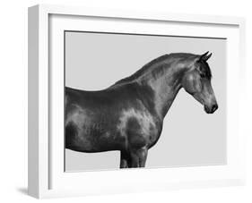Orpheus, Arab Horse-Pangea Images-Framed Giclee Print