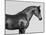 Orpheus, Arab Horse-Pangea Images-Mounted Giclee Print