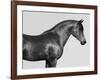 Orpheus, Arab Horse-Pangea Images-Framed Giclee Print