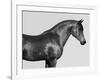 Orpheus, Arab Horse-Pangea Images-Framed Giclee Print