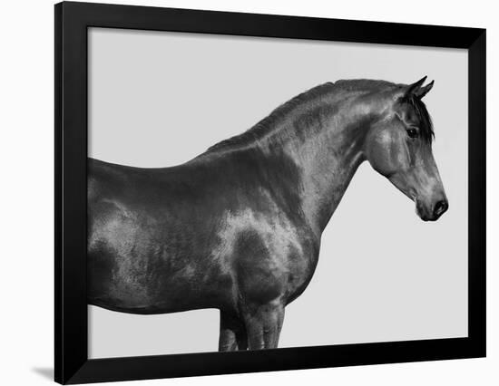 Orpheus, Arab Horse-Pangea Images-Framed Giclee Print